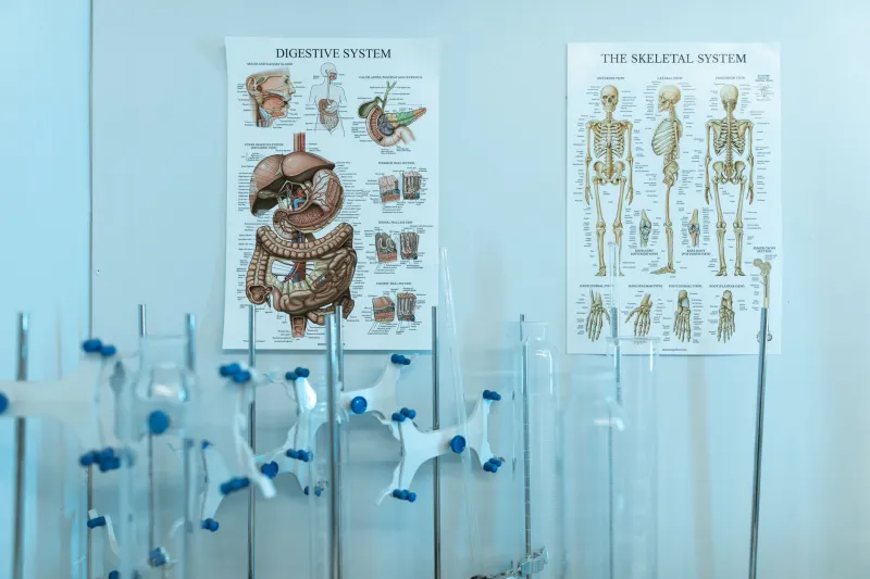 From Mouth to Microbiome: The Surprising Way Your Dental Health Shapes Your Whole Body
